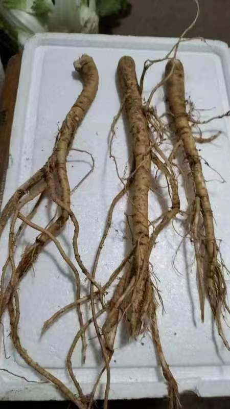 海阳市自家种植黄芪