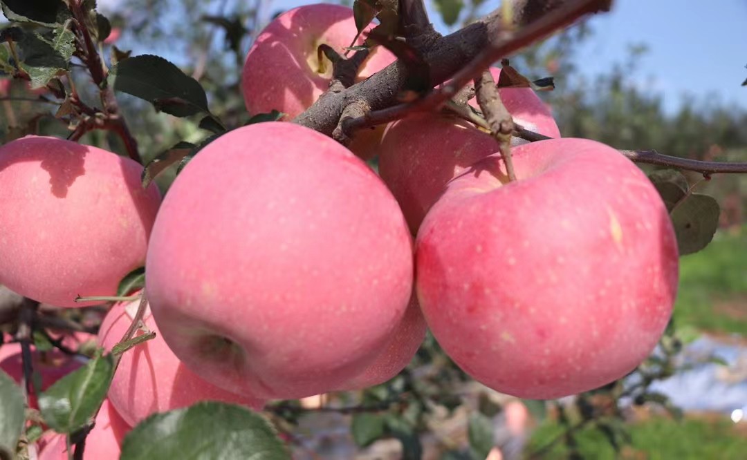 【脆甜多汁！】【山東煙臺棲霞紅富士蘋果】 精品紅富士蘋果