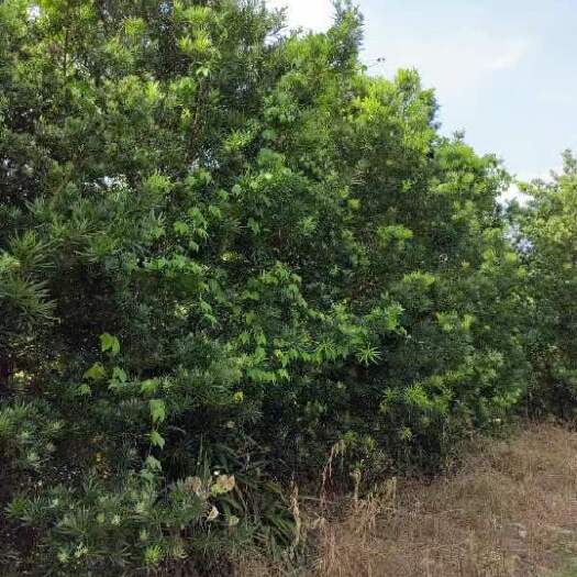 北海10-18罗汉松