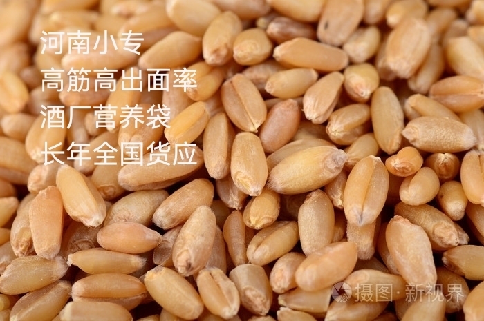 小麦 高筋小麦河南产区大量新货 容重770-800无赤霉