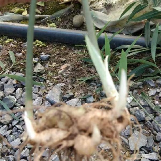 筠连县多倍体大叶高标不倒苗多花黄精种苗（子育苗）