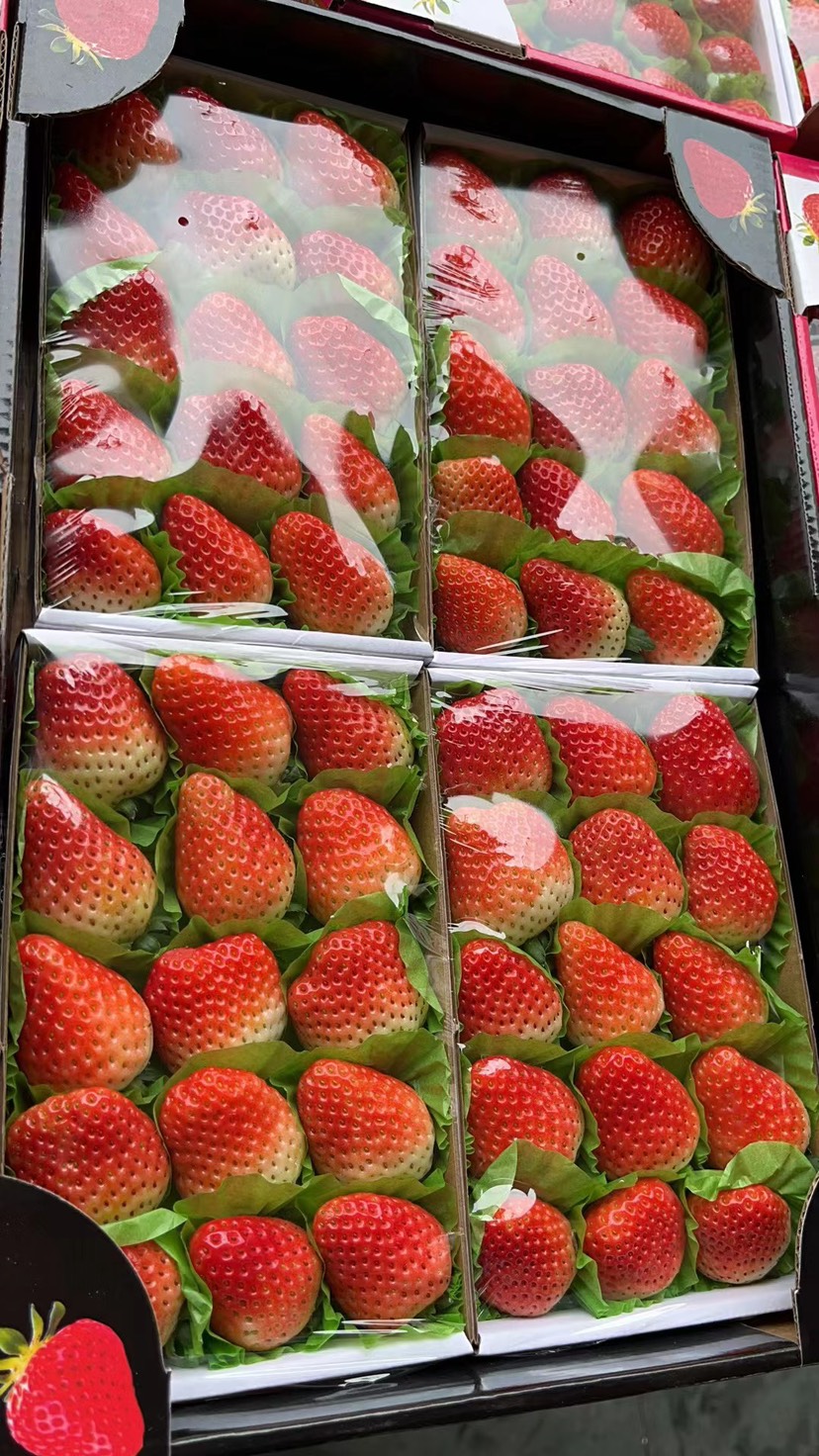 万亩奶油草莓全国发货