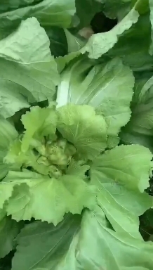 眉山儿菜，大量供应，量大从优！
