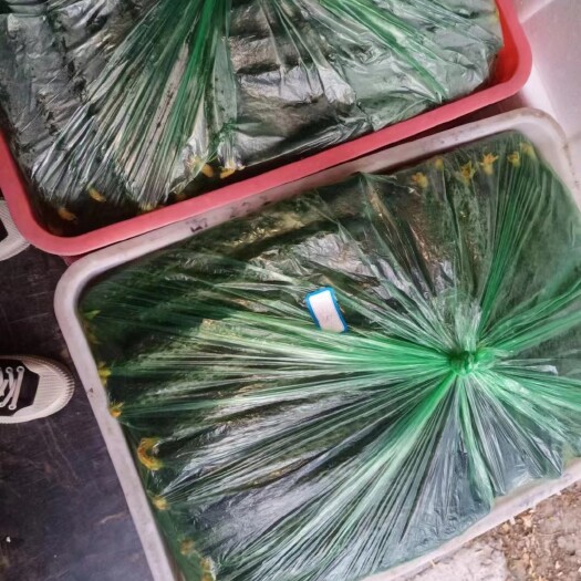 辽阳县刺黄瓜