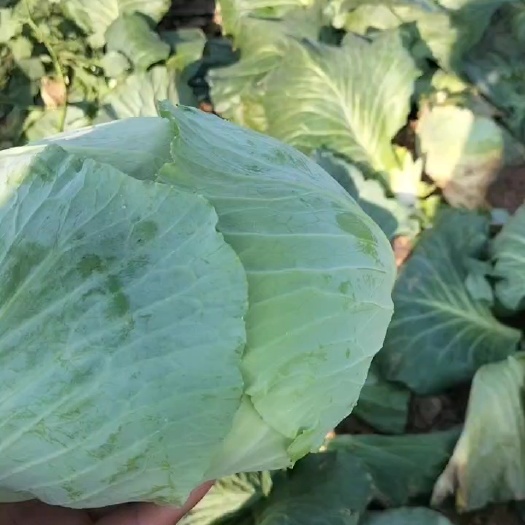 新野县包菜平包有货，奥奇那