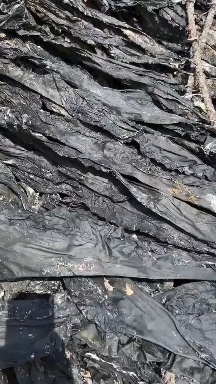 福建莆田湄洲岛日晒海带干海带卷纸箱包装标准件赶集超市商用