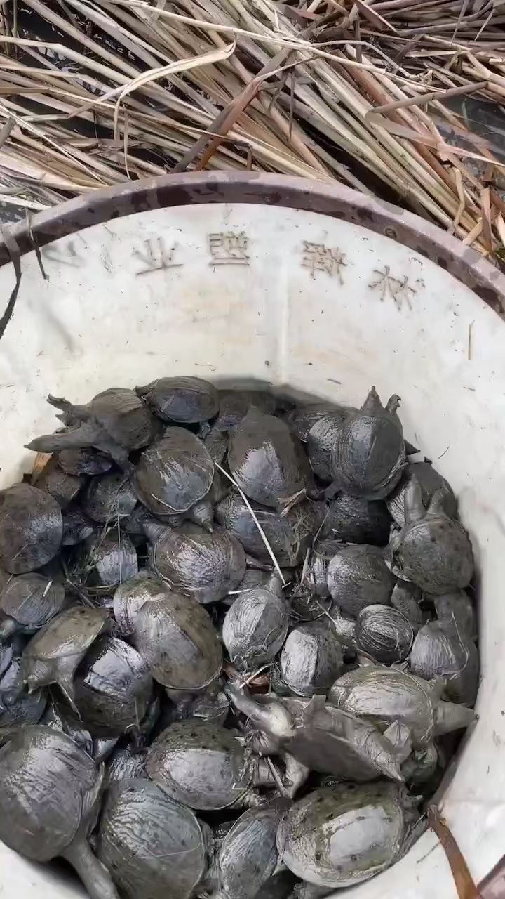 浙江本地清溪乌鳖乌甲鱼苗草塘三年苗