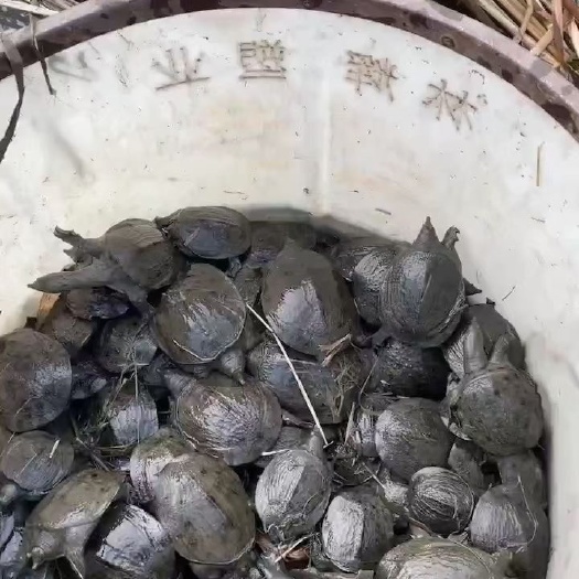 宁波浙江本地清溪乌鳖乌甲鱼苗草塘三年苗