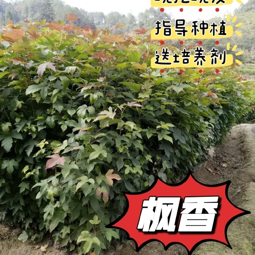 利川市枫香