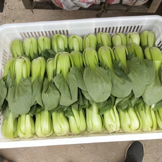 大同油菜落价