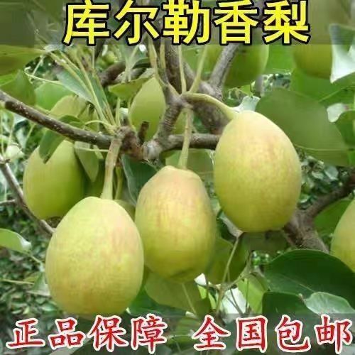 新品嫁接新疆香梨树苗库尔勒香梨南北方盆栽地栽庭院种植当年结果