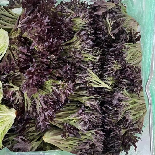水培生菜（自有基地，全年供应，8个品种齐全）