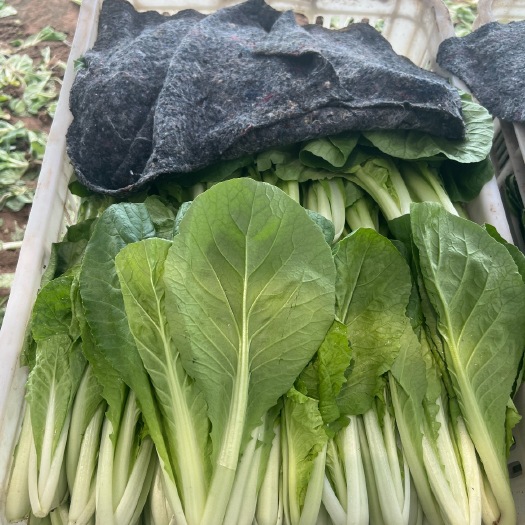 曹县精品奶白菜