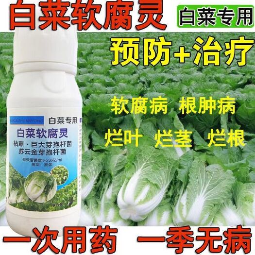 郑州白菜病害药病通用白菜防腐防烂药大白菜烂根黄叶腐烂软腐病灰霉病