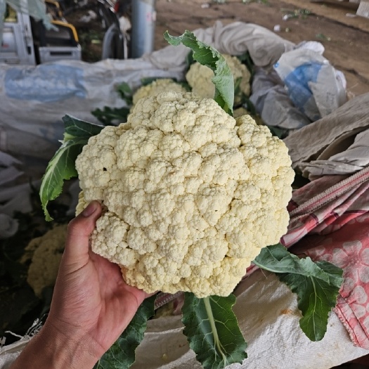 砀山县精品散花花菜