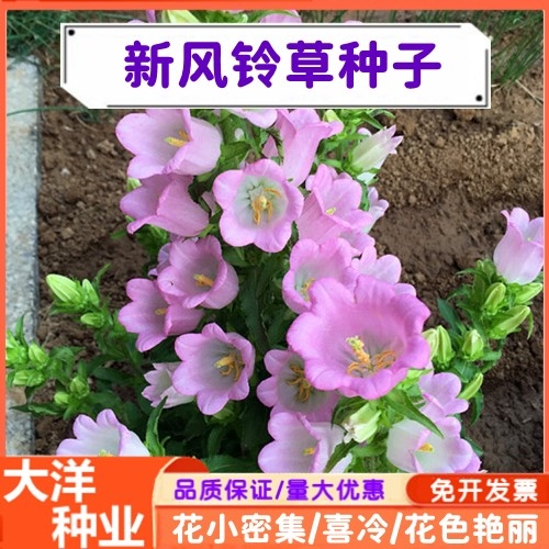 风铃草种子 聚花风铃草 丛生风铃草种子喜凉干燥气候耐寒花期长