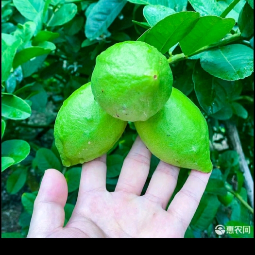 浦北县香水柠檬（二级果）