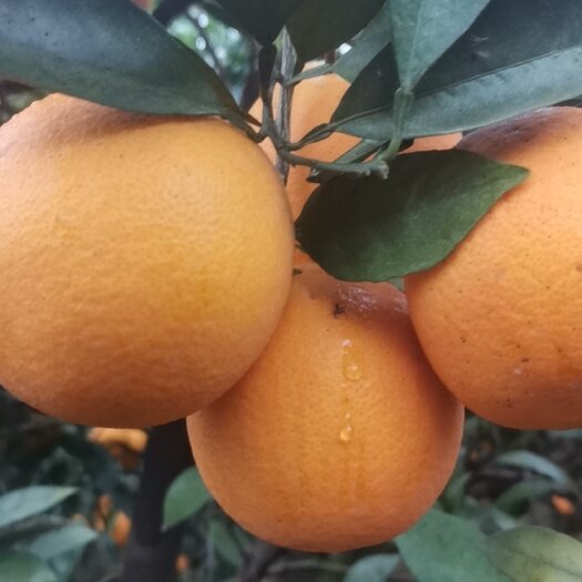 柳菏尔脐橙