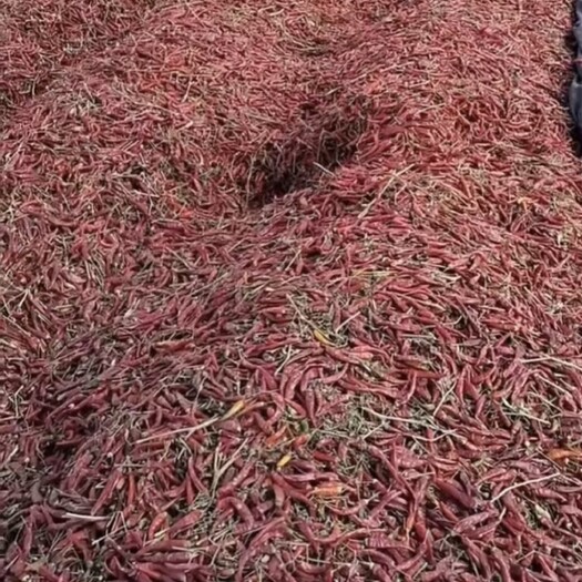 高台县小米椒干辣椒