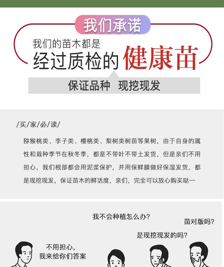 桃树砧木苗未嫁接桃树苗野生毛桃苗拆迁占地苗原生苗南北方种植苗