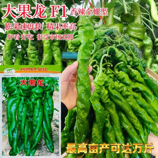 大果龙螺丝椒种子薄皮香辣长果螺丝辣椒种籽略有麻面