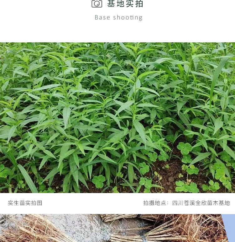 桃树砧木苗未嫁接桃树苗野生毛桃苗拆迁占地苗原生苗南北方种植苗