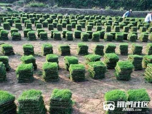 沙洋县精品马尼拉