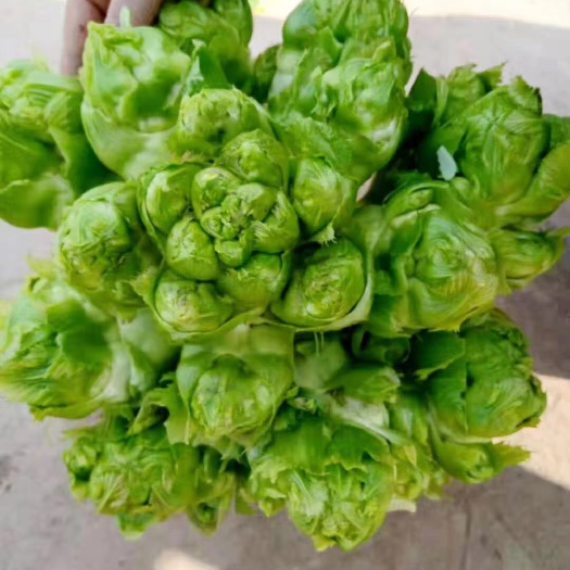 赫章县儿菜，高山早熟儿菜，现货供应，全国走车，量大从优！