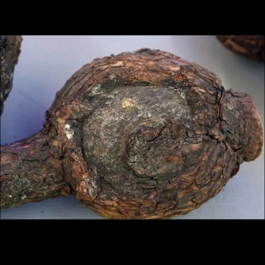石泉县销售柘木和松油节