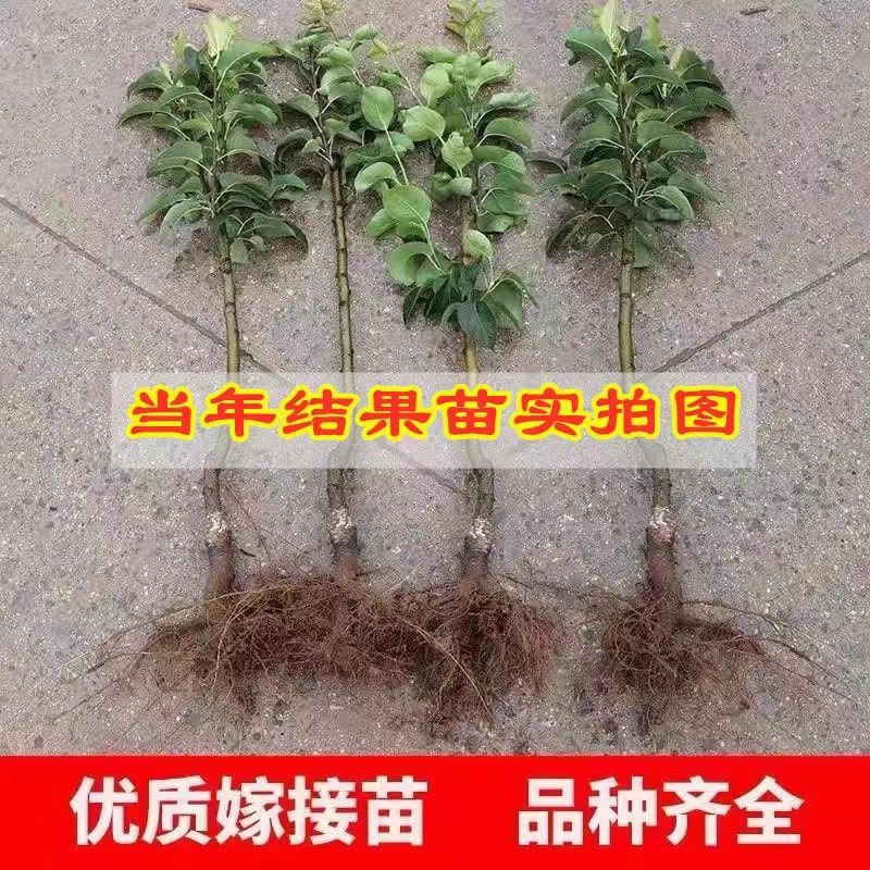 新品种嫁接果树苗皇冠梨树苗香梨水晶雪梨酥脆梨果树苗南北方种植