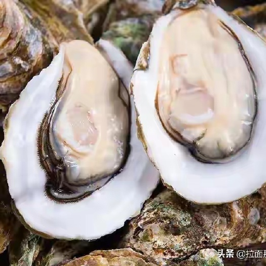 珠海蚝农生蚝走货