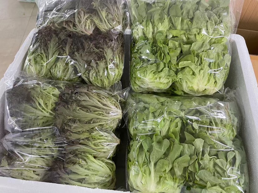 水培生菜（自有基地，全年供应，8个品种齐全）