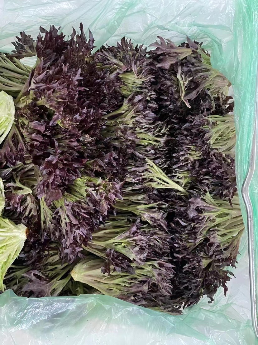 水培生菜（自有基地，全年供应，8个品种齐全）