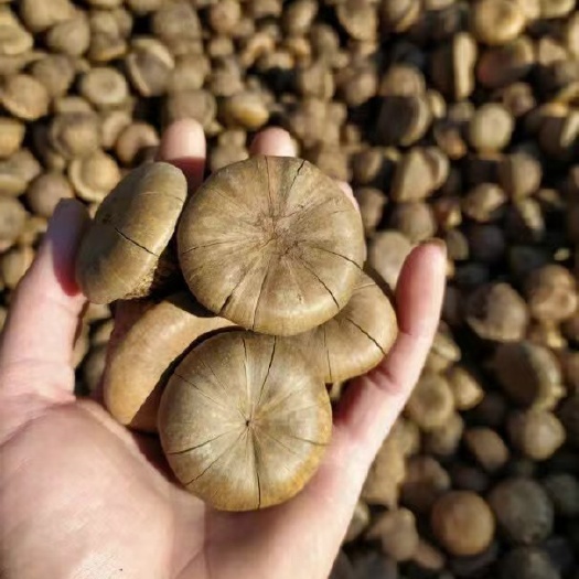 宁明县新鲜风流果