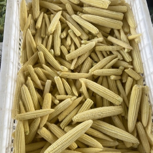 马山县玉米笋，好货，通货，厂货都有，广西，云南。（价格来谈