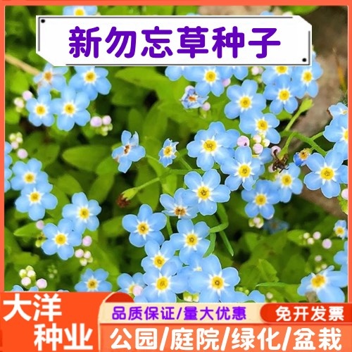 沭阳县勿忘草种子勿忘我花籽宿根多年生室内外四季易活耐寒勿忘我种子