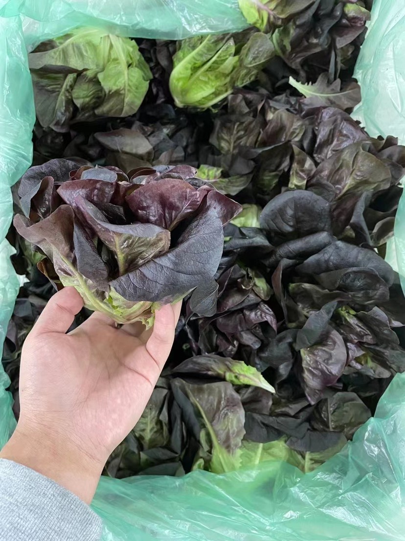 水培生菜（自有基地，全年供应，8个品种齐全）