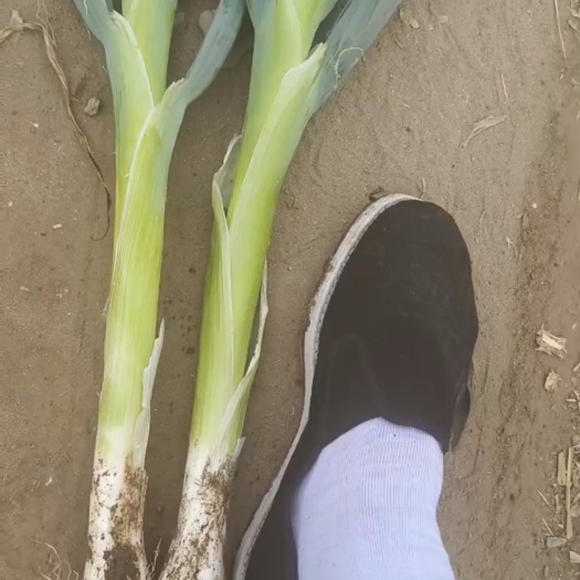 无极县万亩高陵大葱，两百年种植史。