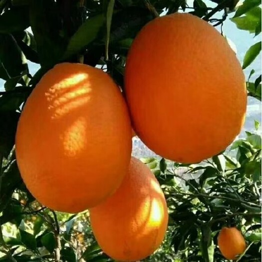 秭归县秭归脐橙 纽荷尔脐橙 九月红果冻橙 长虹脐橙血橙产地大量上市