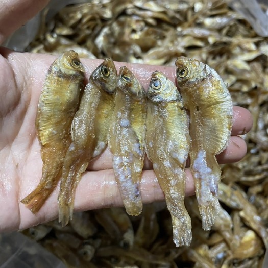 佛山香酥白立子鱼 没有苦味 味道不咸 油干 地摊展会批发现货