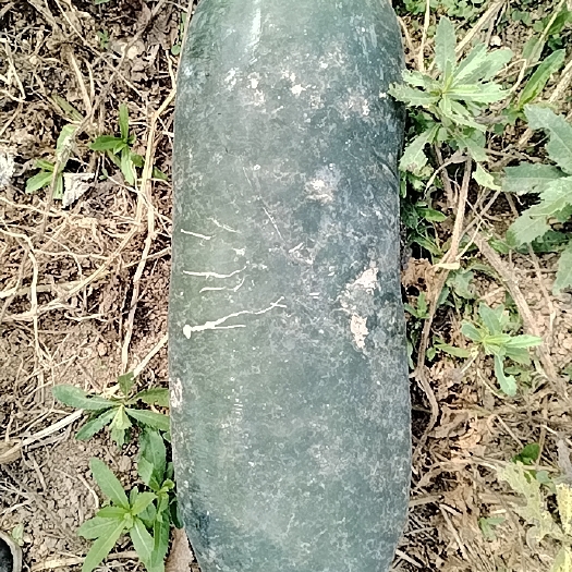原阳县黑皮冬瓜