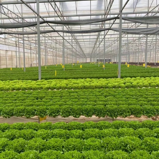 水培生菜（自有基地，全年供应，8个品种齐全）