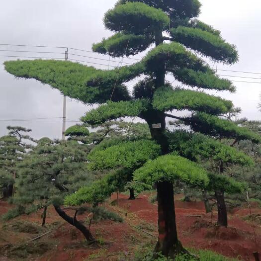 株洲罗汉松桩