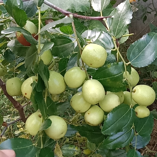 诸城市大酸枣