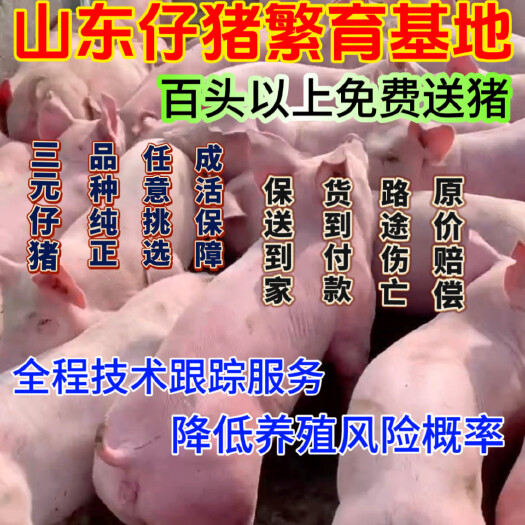 三元仔猪 良种仔猪供应基地 防疫齐全 耐粗饲 抗病力强
