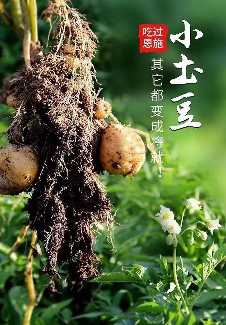 【恩施小土豆】现挖恩施迷你黄皮黄心粉糯富硒马铃薯洋芋