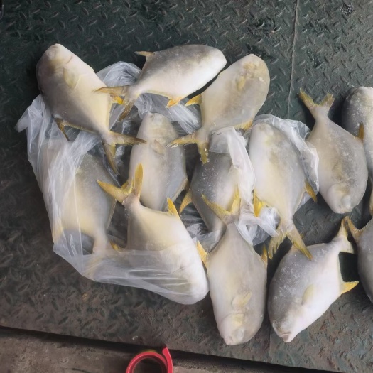 北海金鲳鱼