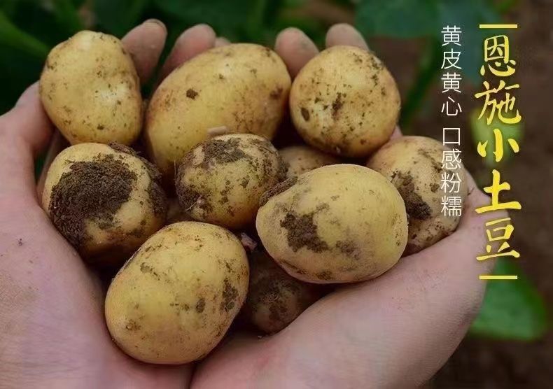【恩施小土豆】现挖恩施迷你黄皮黄心粉糯富硒马铃薯洋芋