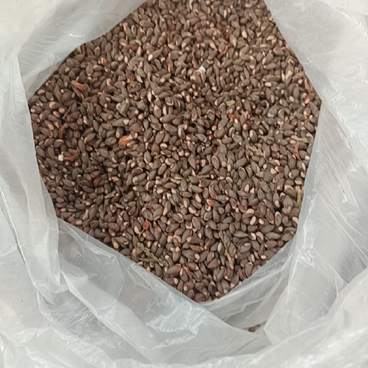 平阴县柏树籽，泰山山脉纯柏树籽，做枕头良品