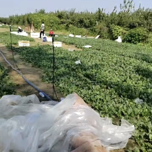 惠民县菠菜，大量供应小菜，大菜